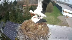 2025-03-29 15_20_26-Bociany Ustroń - transmisja na żywo - YouTube - Maxthon.png