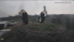 2025-03-29 21_11_25-Bociany - Raszków - YouTube - Maxthon.png
