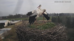 2025-03-29 21_11_58-Bociany - Raszków - YouTube - Maxthon.png