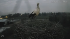 2025-03-29 21_12_23-Bociany - Raszków - YouTube - Maxthon.png