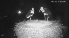 2025-03-29 21_12_27-Bociany - Raszków - YouTube - Maxthon.png