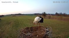 2025-03-29 16_44_00-Gniazdo bocianie w Czemiernikach, pow. radzyński, Lubelszczyzna - YouTube - Maxt.png