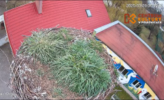 2025-03-29 16_41_53-Pola i Wicek - Bociany z Polkowic Live Stream - YouTube - Maxthon.png