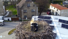2025-03-29 15_58_28-Bociany Żywocice Live _ Żywocice.pl - Maxthon.png