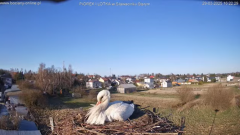 2025-03-29 21_42_29-bociany-online.pl - gniazdo - LIVE - YouTube - Maxthon.png