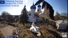 2025-03-29 22_12_45-Gniazdo Bocianie - Telewizja Sokółka [NA ŻYWO] _ IP Camera_ Stork's nest [LIVE] .png