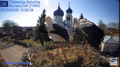 2025-03-29 22_12_55-Gniazdo Bocianie - Telewizja Sokółka [NA ŻYWO] _ IP Camera_ Stork's nest [LIVE] .png