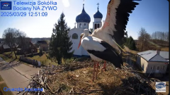 2025-03-29 22_13_29-Gniazdo Bocianie - Telewizja Sokółka [NA ŻYWO] _ IP Camera_ Stork's nest [LIVE] .png