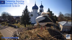 2025-03-29 22_13_52-Gniazdo Bocianie - Telewizja Sokółka [NA ŻYWO] _ IP Camera_ Stork's nest [LIVE] .png