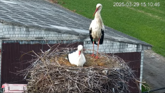 2025-03-29 22_30_40-Bociany - Lewków - YouTube - Maxthon.png