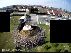 2025-03-29 22_48_10-Bocian Wojtek i jego rodzinka z Orzechowa - Żerkowsko-Czeszewski Park Krajobrazo.png