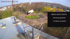 2025-03-29 23_01_52-[stimotion.pl] Bociany w Skołyszynie - YouTube - Maxthon.png