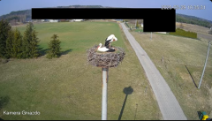 2025-03-29 23_09_35-Bociany Żabno - YouTube - Maxthon.png