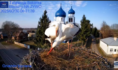 2025-03-30 11_09_39-Gniazdo Bocianie - Telewizja Sokółka [NA ŻYWO] _ IP Camera_ Stork's nest [LIVE] .png