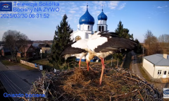2025-03-30 11_09_53-Gniazdo Bocianie - Telewizja Sokółka [NA ŻYWO] _ IP Camera_ Stork's nest [LIVE] .png