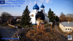 2025-03-30 11_10_00-Gniazdo Bocianie - Telewizja Sokółka [NA ŻYWO] _ IP Camera_ Stork's nest [LIVE] .png