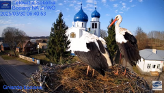 2025-03-30 11_10_19-Gniazdo Bocianie - Telewizja Sokółka [NA ŻYWO] _ IP Camera_ Stork's nest [LIVE] .png