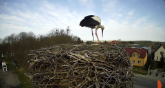 2025-03-30 11_16_37-Bocian - Krajewice - Gmina Gostyń - YouTube - Maxthon.png