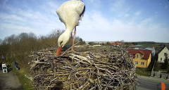 2025-03-30 11_16_44-Bocian - Krajewice - Gmina Gostyń - YouTube - Maxthon.png