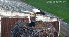 2025-03-30 11_28_00-Bociany - Lewków - YouTube - Maxthon.png