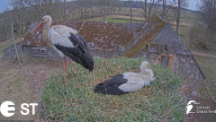 2025-03-30 16_12_19-Baltie stārķi (Ciconia ciconia) Tukuma novadā __ White storks in Tukums, Latvia .png
