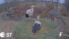 2025-03-30 16_12_28-Baltie stārķi (Ciconia ciconia) Tukuma novadā __ White storks in Tukums, Latvia .png