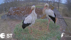 2025-03-30 16_12_33-Baltie stārķi (Ciconia ciconia) Tukuma novadā __ White storks in Tukums, Latvia .png