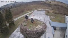 2025-03-30 16_16_45-[stimotion.pl] Bociany w Rzepedzi - YouTube – Brave.png