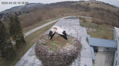 2025-03-30 16_17_05-[stimotion.pl] Bociany w Rzepedzi - YouTube – Brave.png