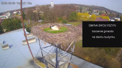 2025-03-30 15_25_14-[stimotion.pl] Bociany w Skołyszynie - YouTube – Brave.png