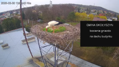 2025-03-30 15_25_50-[stimotion.pl] Bociany w Skołyszynie - YouTube – Brave.png