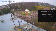 2025-03-30 15_26_03-[stimotion.pl] Bociany w Skołyszynie - YouTube – Brave.png