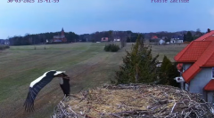 2025-03-30 18_24_25-Bociany na żywo - Gniazdo Osti i Lenka - YouTube – Brave.png