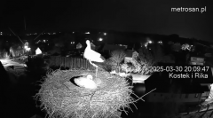 2025-03-30 21_11_25-Gniazdo bocianie _Kostek i Rika_ - Podkarpacie Kostarowce - YouTube – Brave.png