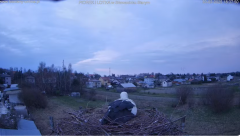 2025-03-30 21_25_00-bociany-online.pl - gniazdo - LIVE - YouTube – Brave.png