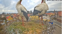 2025-03-30 21_32_55-Bociany Białe Polanów - gniazdo na żywo Sezon 2025 _ Pollnow White Stork - nest .png