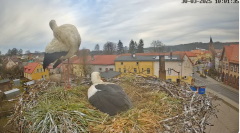 2025-03-30 21_32_50-Bociany Białe Polanów - gniazdo na żywo Sezon 2025 _ Pollnow White Stork - nest .png