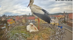 2025-03-30 21_32_33-Bociany Białe Polanów - gniazdo na żywo Sezon 2025 _ Pollnow White Stork - nest .png