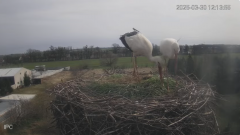 2025-03-30 21_39_49-Bociany - Raszków - YouTube – Brave.png