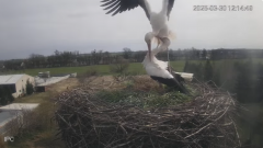2025-03-30 21_40_44-Bociany - Raszków - YouTube – Brave.png
