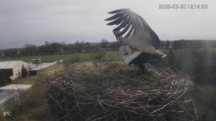 2025-03-30 21_40_48-Bociany - Raszków - YouTube – Brave.png