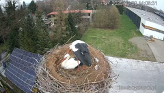 2025-03-30 21_46_33-Bociany Ustroń - transmisja na żywo - YouTube – Brave.png