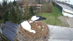 2025-03-30 21_47_23-Bociany Ustroń - transmisja na żywo - YouTube – Brave.png