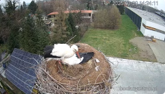2025-03-30 21_48_02-Bociany Ustroń - transmisja na żywo - YouTube – Brave.png