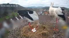 2025-03-31 20_06_50-Glattfelder Storchencam - YouTube - Maxthon.png