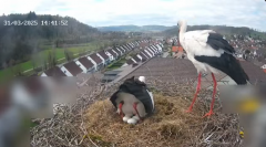 2025-03-31 20_07_14-Glattfelder Storchencam - YouTube - Maxthon.png