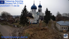 2025-03-31 20_56_34-Gniazdo Bocianie - Telewizja Sokółka [NA ŻYWO] _ IP Camera_ Stork's nest [LIVE] .png