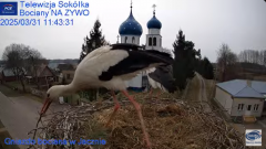 2025-03-31 20_56_57-Gniazdo Bocianie - Telewizja Sokółka [NA ŻYWO] _ IP Camera_ Stork's nest [LIVE] .png