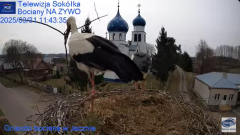 2025-03-31 20_57_01-Gniazdo Bocianie - Telewizja Sokółka [NA ŻYWO] _ IP Camera_ Stork's nest [LIVE] .png
