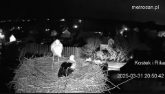 2025-03-31 21_05_03-Gniazdo bocianie _Kostek i Rika_ - Podkarpacie Kostarowce - YouTube - Maxthon.png